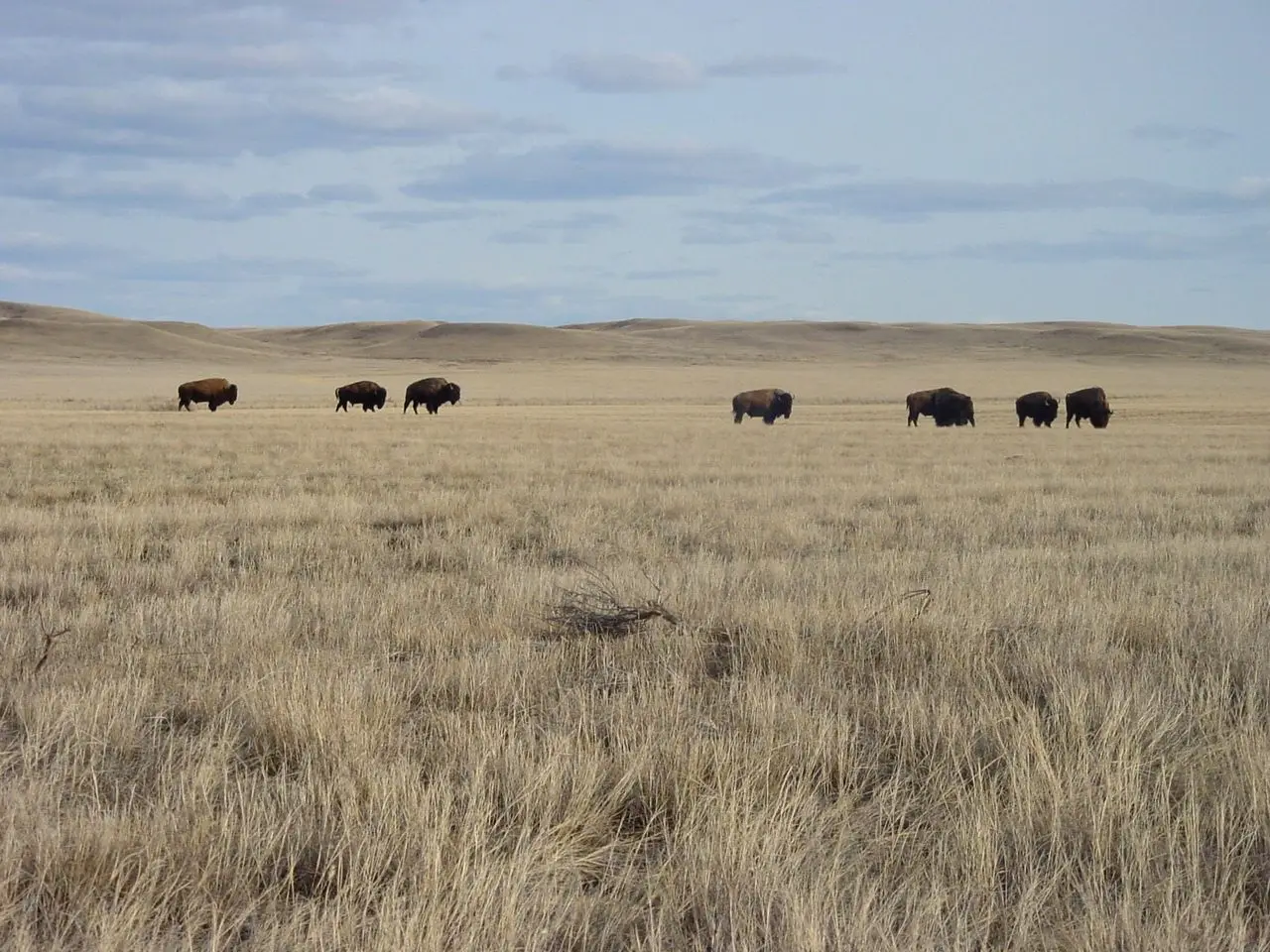 Bison grazing on the prairie, Grasslands National Park, 2010