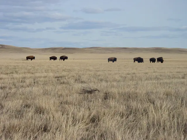 Bison grazing on the prairie, Grasslands National Park