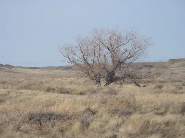 Lone cottonwood on the prairie